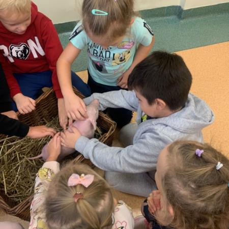 Wyświetl org. rozmiar