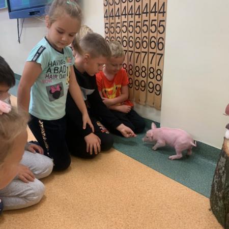 Wyświetl org. rozmiar