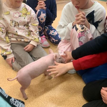 Wyświetl org. rozmiar