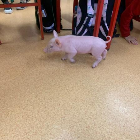 Wyświetl org. rozmiar