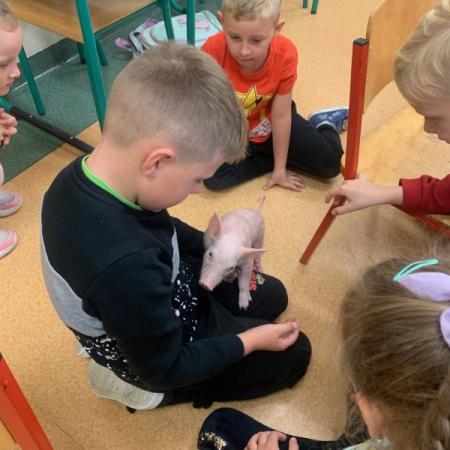 Wyświetl org. rozmiar