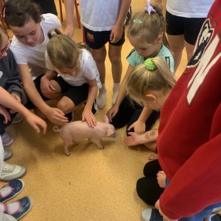 Wyświetl org. rozmiar