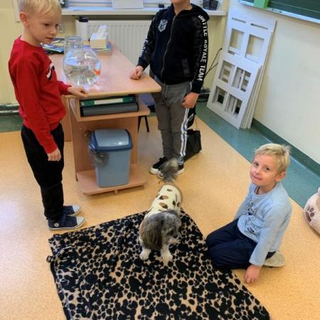 Wyświetl org. rozmiar