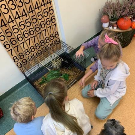 Wyświetl org. rozmiar