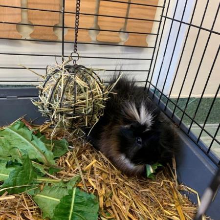 Wyświetl org. rozmiar