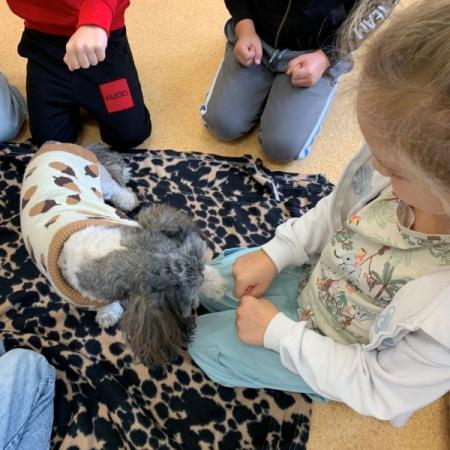 Wyświetl org. rozmiar