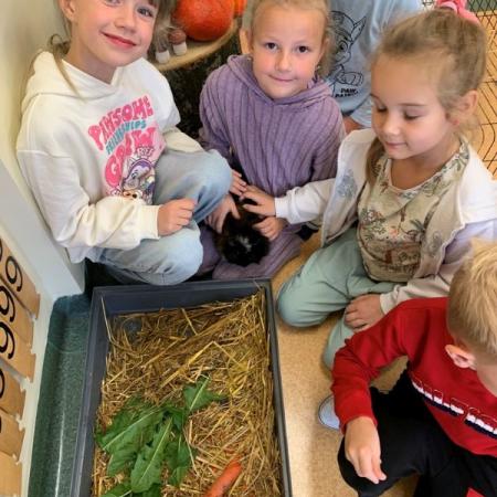 Wyświetl org. rozmiar