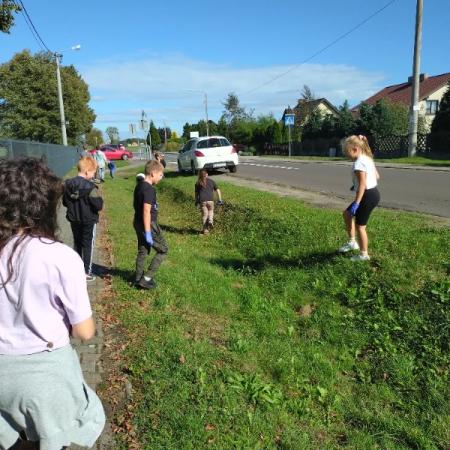 Wyświetl org. rozmiar